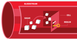 How Diabetes Works: The Lock and Key Model of Blood Sugar Control